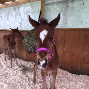 Meet your Posher, Paula